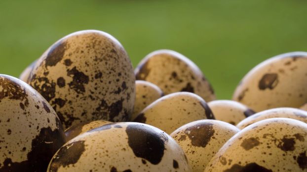 Extreme close-up shot of fresh quail eggs on green natural background. Healthy fresh food concept