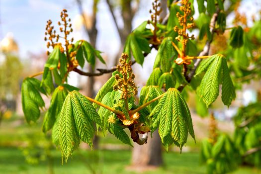 the large European tree that produces the edible chestnut, which develops within a bristly case, with serrated leaves and heavy timber.