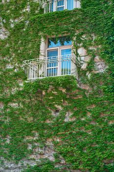 The architecture of old Europe. A building with a green plant weaving along the wall.