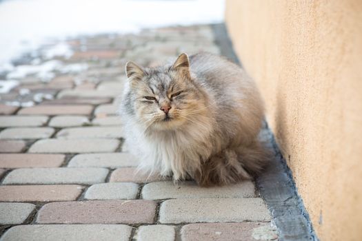 The cat is beautiful, cute, fluffy, gray in color, walks outdoors in winter.