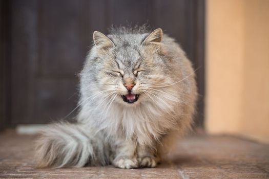 The cat is beautiful, cute, fluffy, gray in color, walks outdoors in winter.