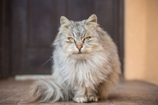 The cat is beautiful, cute, fluffy, gray in color, walks outdoors in winter.