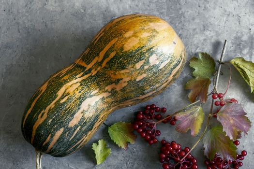 Autumn harvest. On the table is a large ripe pumpkin bunches of viburnum berries. Top view, close-up.