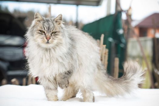 The cat is beautiful, cute, fluffy, gray in color, walks outdoors in winter.