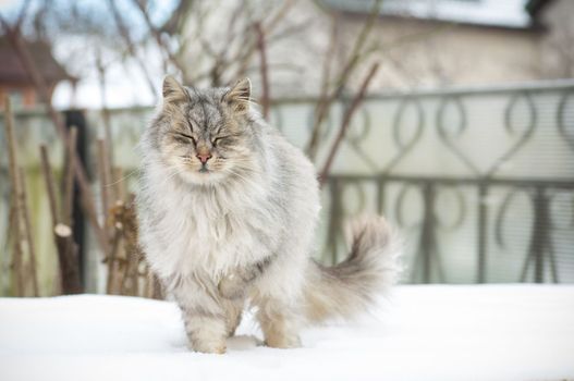 The cat is beautiful, cute, fluffy, gray in color, walks outdoors in winter.