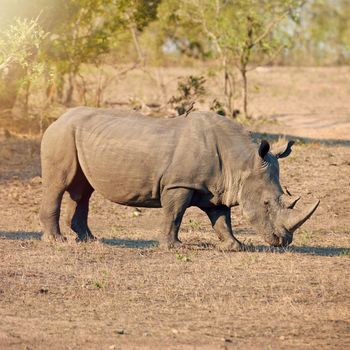 Rhinos are often solitary animals. Full length shot of a rhinoceros in the wild
