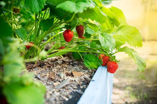 Ripe red strawberries grow on a wooden garden bed outdoors