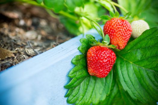 Ripe red strawberries grow on a wooden garden bed outdoors