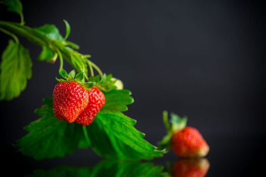Ripe juicy red strawberry isolated on black background