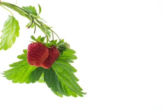 Ripe juicy red strawberry isolated on white background