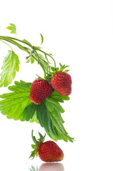 Ripe juicy red strawberry isolated on white background