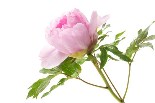 Beautiful big pink peony close-up, isolated on a white background.