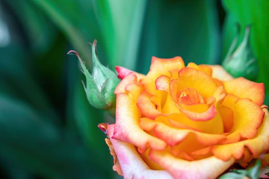 Beautiful Rose and Rosebuds in Rose Garden, Close Up, Selective Focus