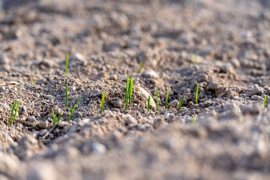 Young plants of winter wheat. Young wheat crop in a field. Field of young wheat, barley, rye. Young green wheat growing in soil