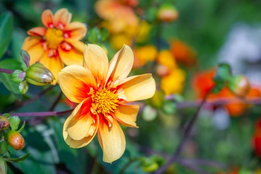 Colorful delicate flowers garden at golden sunset, idyllic landscape in Giverny, France