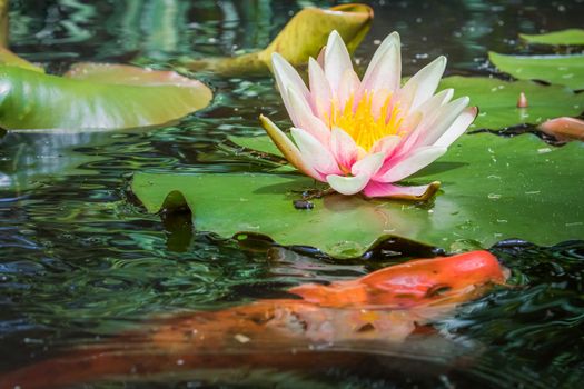 Water Lily Flower Blooming and orange fish on idyllic water pond, Giverny, France