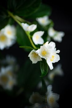 Branch of blooming fragrant white jasmine flowers isolated on black background