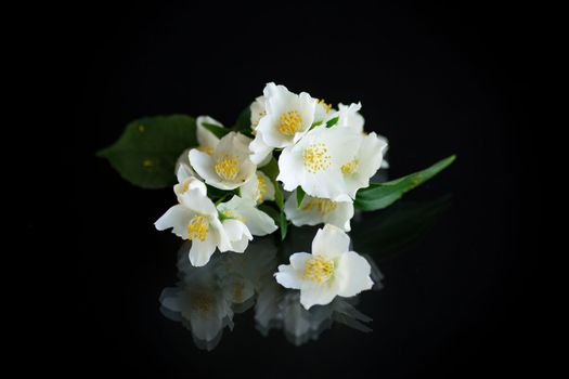 Branch of blooming fragrant white jasmine flowers isolated on black background