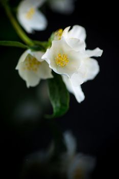 Branch of blooming fragrant white jasmine flowers isolated on black background