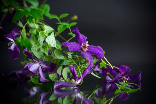 beautiful blooming clematis isolated on a black background