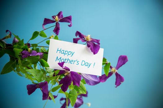 beautiful blooming clematis isolated on a blue background