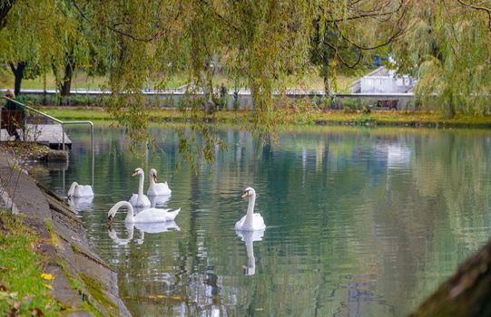 A small pond in a city park in summer. White swans swim on the pond