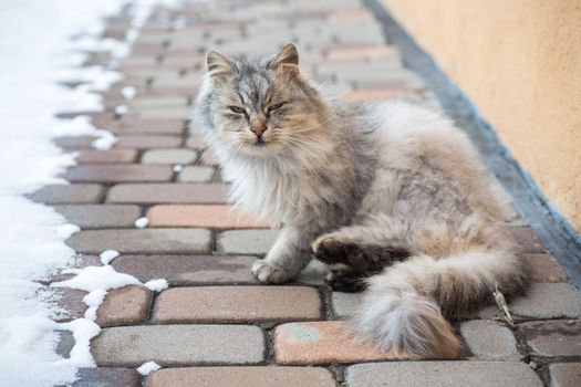 The cat is beautiful, cute, fluffy, gray in color, walks outdoors in winter.