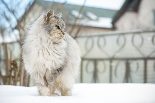 The cat is beautiful, cute, fluffy, gray in color, walks outdoors in winter.