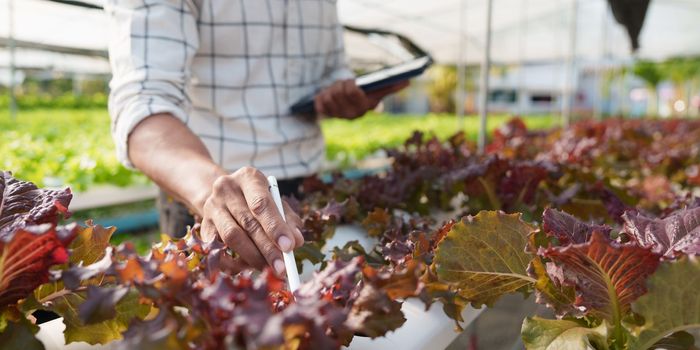 Asian business owner observed about growing organic in hydroponics farm. Growing organic vegetable and Green energy concept.