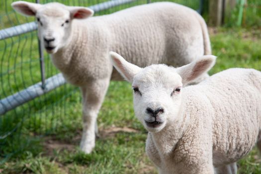 close up A two small lamb in a pasture of sheep looking curious at the camera, sheep breeding for wool High quality photo