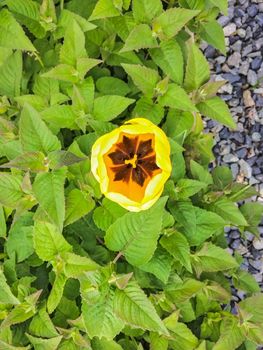 Blossoming yellow tulip growing through peppermint leaves.