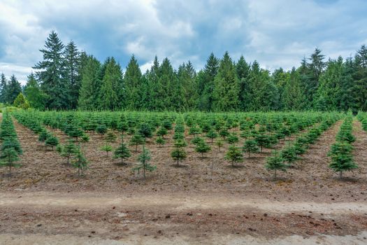 Tree farm field with planting stock. Small pine trees at the road.