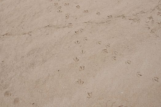 Set of seagull footprints on the sand of the beach.Diagonals, nobody, texture, brown sand, birds, road, direction