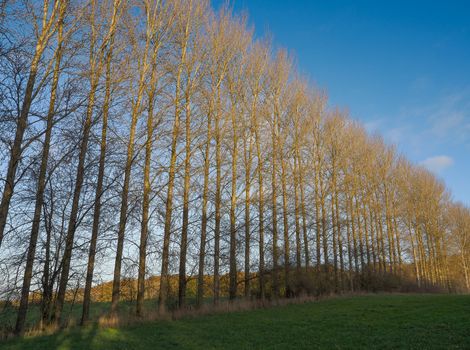 A row of tall trees perfectly lined up across a field and lit up by the low autumn afternoon sun under a blue sky, Berkshire, UK