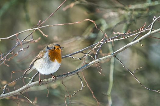 single robin at a sunny and cold winterday on a tree