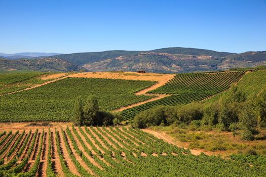 View of vineyards in the Spanish countryside, territory of Villafranca del Bierzo