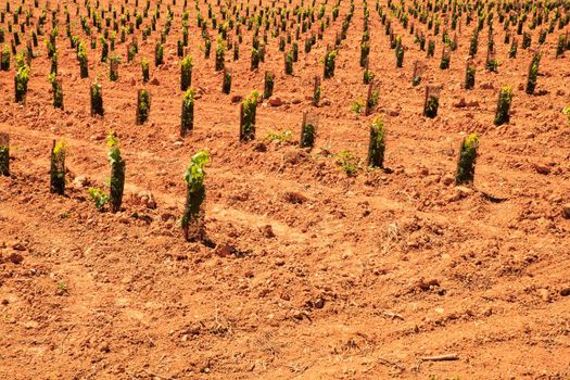 View of vineyards in the Spanish countryside, territory of Villafranca del Bierzo