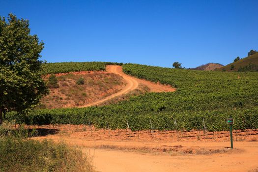 View of vineyards in the Spanish countryside, territory of Villafranca del Bierzo