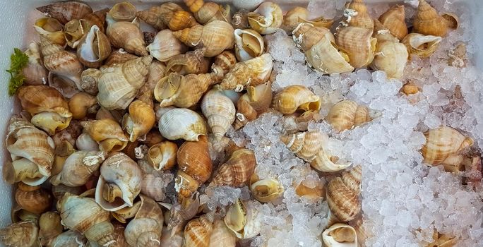 Fresh whelks, sea snails, on display at a UK fishmongers