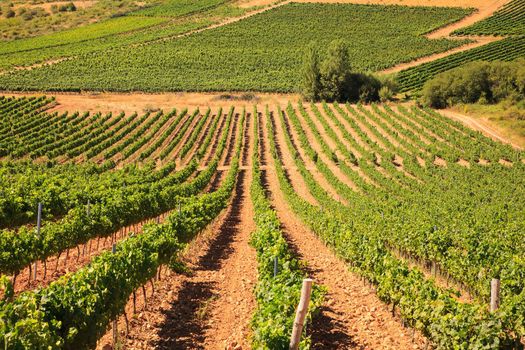 View of vineyards in the Spanish countryside, territory of Villafranca del Bierzo