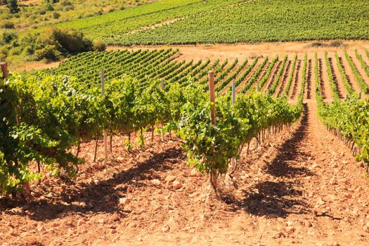 View of vineyards in the Spanish countryside, territory of Villafranca del Bierzo