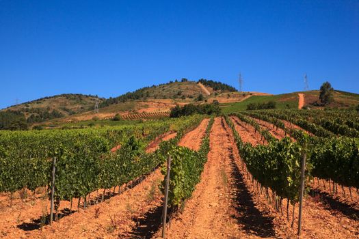 View of vineyards in the Spanish countryside, territory of Villafranca del Bierzo