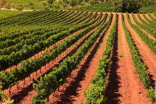 View of vineyards in the Spanish countryside, territory of Villafranca del Bierzo