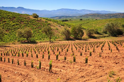 View of vineyards in the Spanish countryside, territory of Villafranca del Bierzo