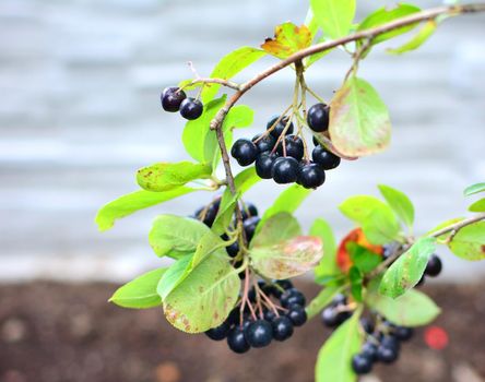Black Aronia (Aronia melanocarpa) berry fruit on the tree. Aronia fruit closeup.
