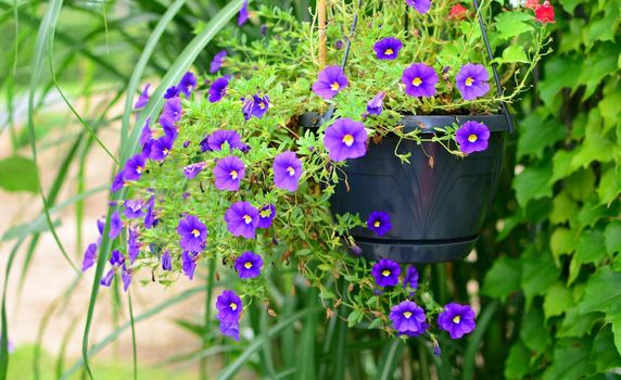 Closeup of purple blooming Million Bells (Calibrachoa) flower in a pot.
