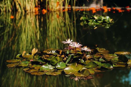 Flowers growing on water in the Botanical garden of Puerto de La Cruz, Tenerife, Spain