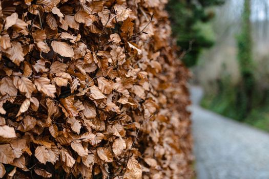 Hedge growing by the street with yellow leaves in automn.