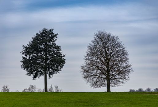 Two trees standing tall on a peaceful, expansive meadow