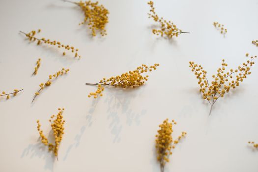 floral pattern of mimosa flowers on white backdrop. Copy space. Floral frame. High quality photo